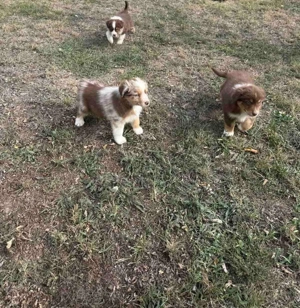 Pui ciobanesc australian  - imagine 2 Pui ciobanesc australian  - imagine 2