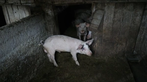 Vând purcei șoldani în INAND - BIHOR