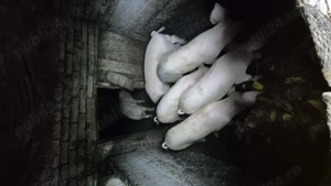 Vând purcei șoldani în INAND - BIHOR - imagine 3