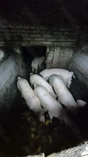 Vând purcei șoldani în INAND - BIHOR - imagine 3