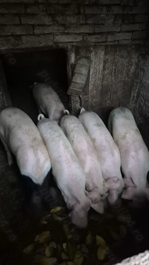 Vând purcei șoldani în INAND - BIHOR - imagine 2