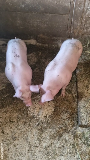 vând pereche purcei 