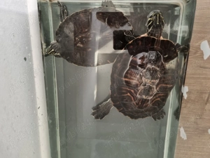 Donez broscute testoase - imagine 2 Donez broscute testoase - imagine 2