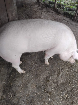 Vând porc  - imagine 2