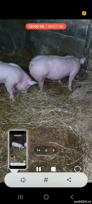 vând pereche purcei  - imagine 3