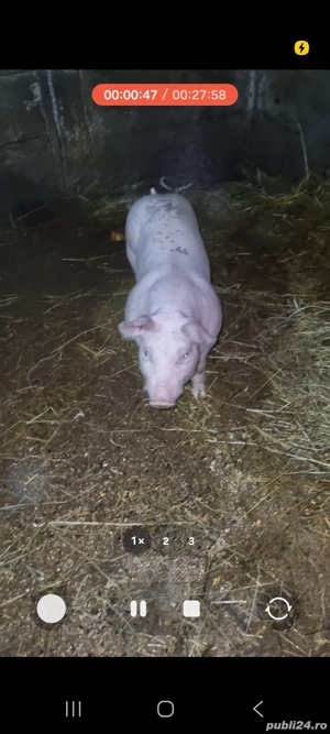 vând pereche purcei  - imagine 4