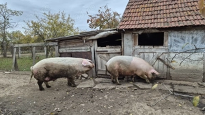 Vând vier și scroafă în INAND - BIHOR
