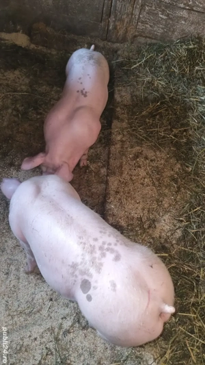 vând pereche purcei  - imagine 2