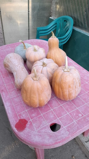 Vand dovleci Placintari - imagine 2