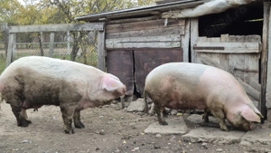 Vând porc și scroafă în INAND - BIHOR - imagine 5