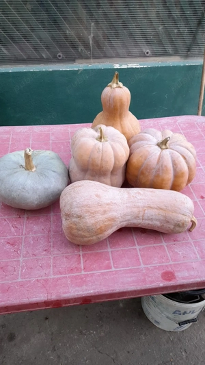 Vand dovleci Placintari