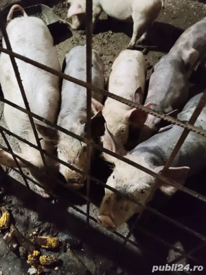 vind purcei - imagine 2 vind purcei - imagine 2