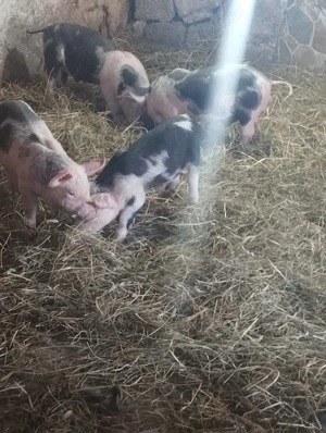 De vânzare Purcei 6saptamani 