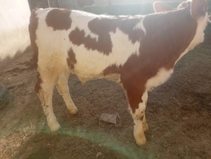 Vitei de vanzare - imagine 2 Vitei de vanzare - imagine 2