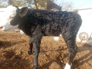 Vitei de vanzare - imagine 4 Vitei de vanzare - imagine 4