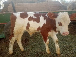 Vitei de vanzare - imagine 3 Vitei de vanzare - imagine 3