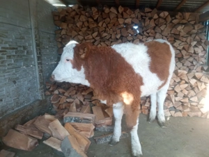 Vitei de vanzare - imagine 5 Vitei de vanzare - imagine 5