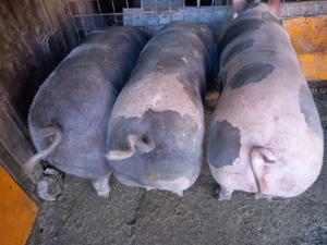 Vând porci de carne - imagine 3