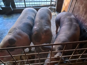 Vând porci de carne - imagine 2