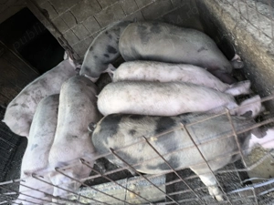 Porci de vanzare pentru taiat