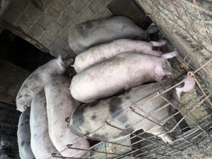 Porci de vanzare pentru taiat - imagine 3