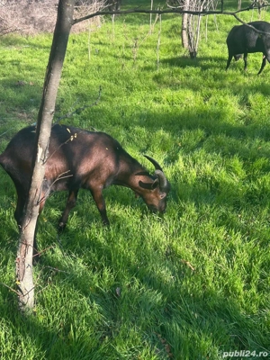 Iezi de rasă - imagine 4