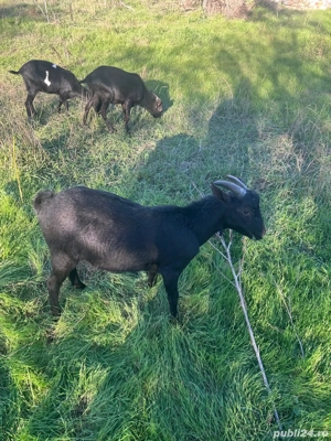 Iezi de rasă - imagine 5