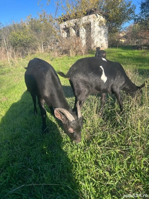 Iezi de rasă - imagine 3