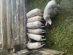 Vand porci - imagine 3