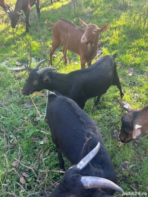 Iezi de rasă - imagine 2