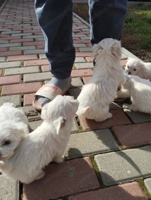 Vând câini  - imagine 2 Vând câini  - imagine 2