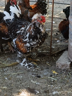 Cocoși ai gaini moțate 