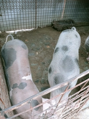 Porc de vinzare  - imagine 3