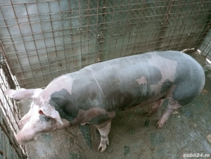 Porc de vinzare  - imagine 2