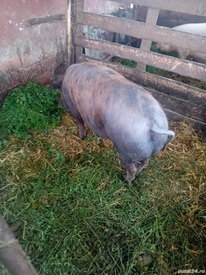 De Vânzare scrofa pentru sacrificat  - imagine 3