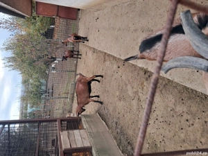 Schimbă locația  - imagine 2