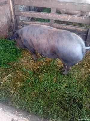 De Vânzare scrofa pentru sacrificat  - imagine 2