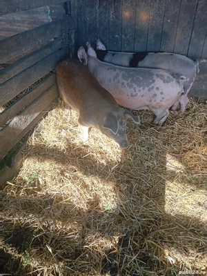 De Vânzare 3 bucăți 60 70 kg unul  - imagine 2 De Vânzare 3 bucăți 60 70 kg unul  - imagine 2