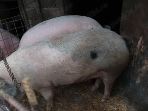 Vand porci  - imagine 3