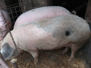 Vand porci  - imagine 4