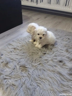 Căței Bichoni Maltez  - imagine 3 Căței Bichoni Maltez  - imagine 3