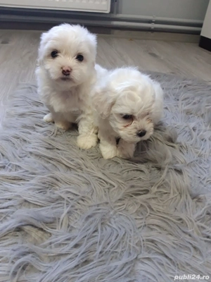 Căței Bichoni Maltez  - imagine 4 Căței Bichoni Maltez  - imagine 4