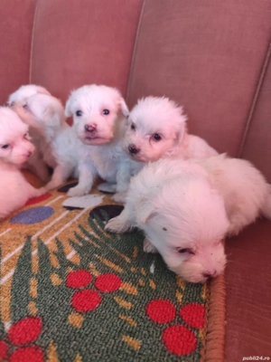 Vand pui de bichon maltez