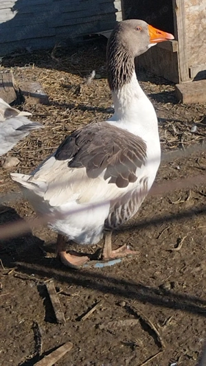 Gascan pomerania de 1 an de zile, disponibil in Slatina, jud. Olt, 