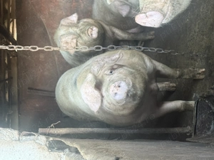 Scroafă pentru sacrificat