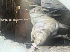 Scroafă pentru sacrificat - imagine 2