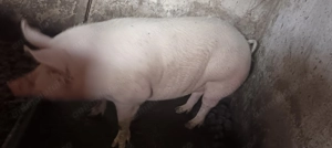 Vând porci pentru Crăciun 