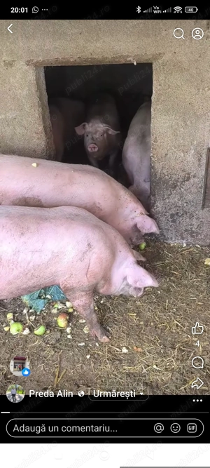 Porci de vânzare Călinești AG