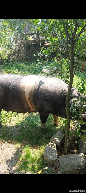 de vanzare scroafa  - imagine 3