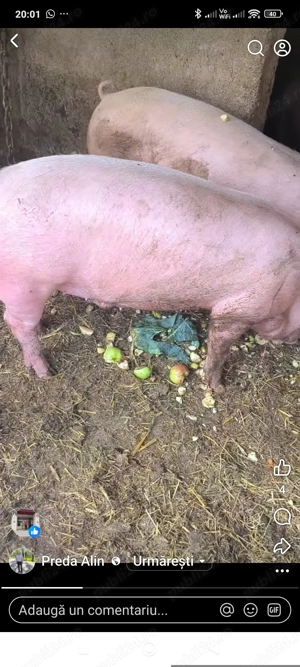 Porci de vânzare Călinești AG